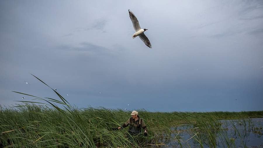 Махну серебряным тебе крылом: как изучают поведение сибирских чаек
