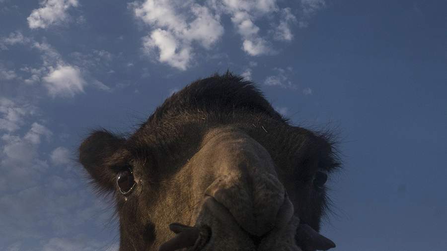 Степные дали: как живут табунщики верблюдов