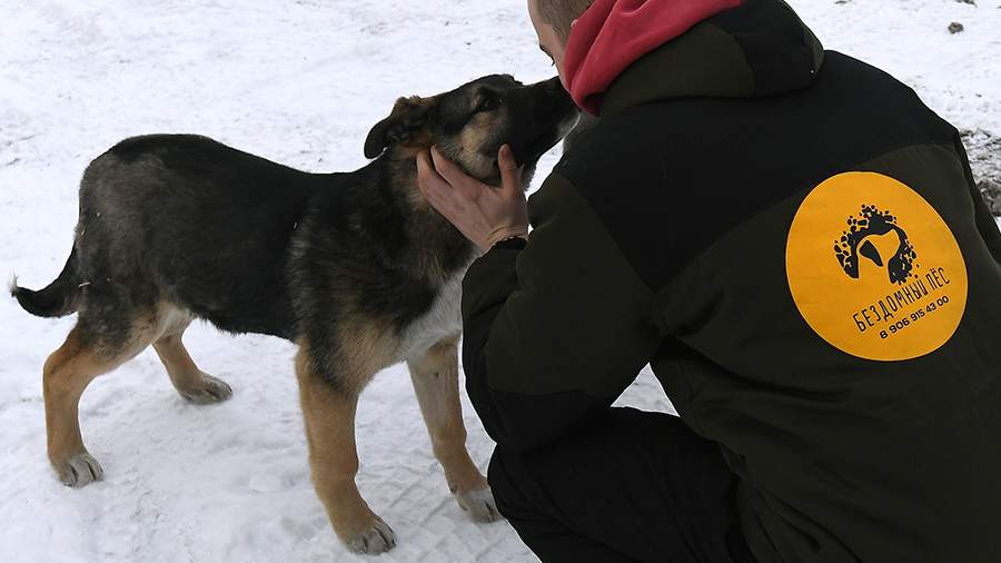 Добрый улов: как решают проблему бездомных собак в Красноярске
