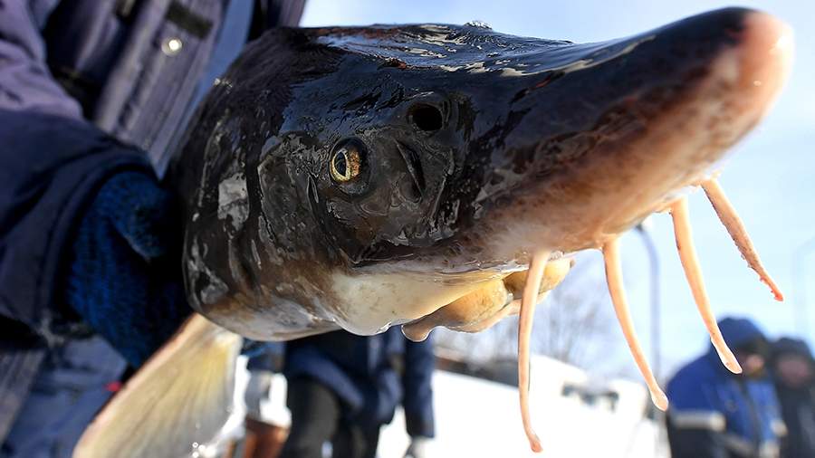Рыбный марш: как вырастить осетра