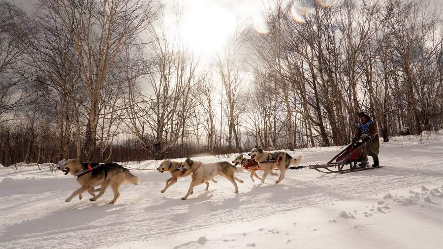 Северный экстрим: как пересечь Камчатку на собаках