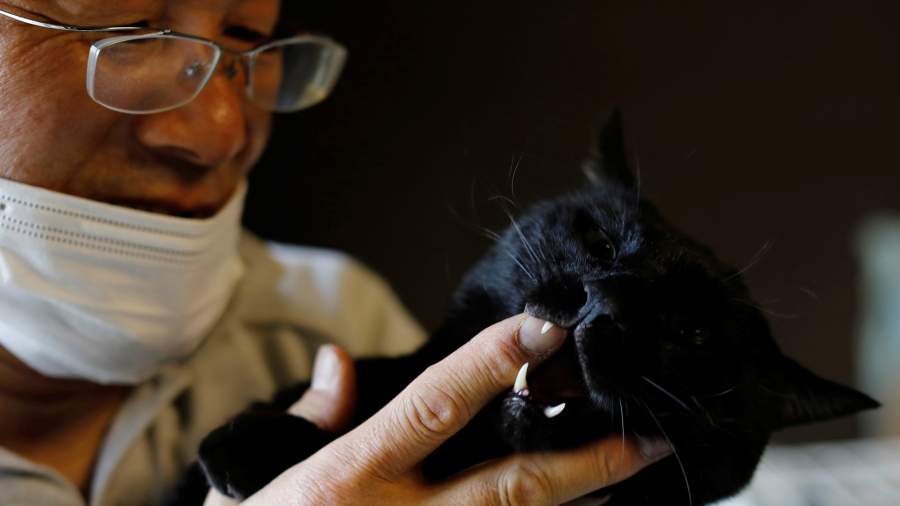 В нечистом поле: кто спас брошенных у «Фукусимы» кошек