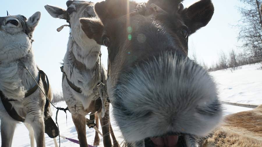 Дыхание севера: как живется людям на краю земли