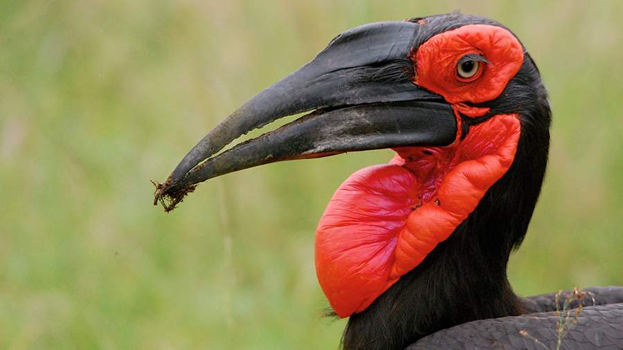 Дикая энергия: кто спасет летучих мышей и поганок