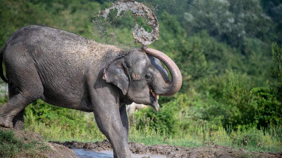 Творческий отпуск: как две слонихи отдыхают в Сочи