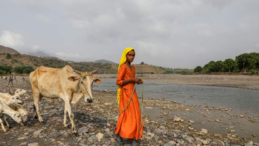 Хлебное дерево: как война превращает Йемен в пустыню