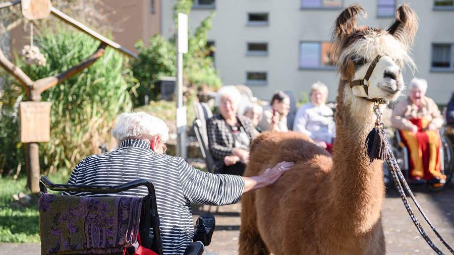 Мягкое тепло: как альпака могут поднять с кровати