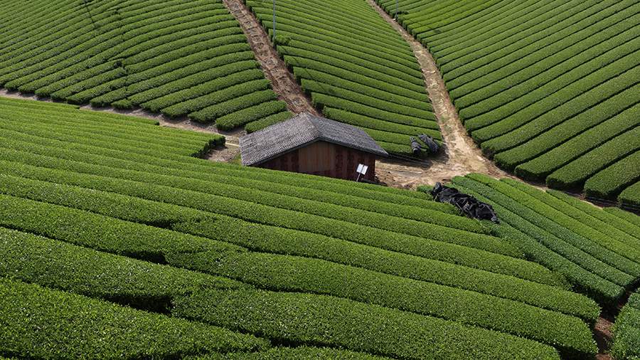 Пить с самураем: как в Японии выращивают чай