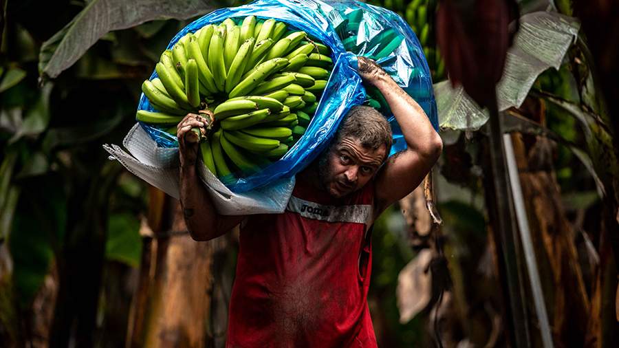 Вкус пепла: как испанцы пытаются очистить бананы