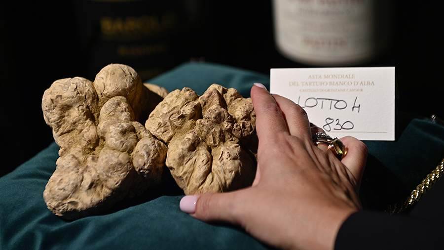 Грибная игра: как в Италии продавали огромный белый трюфель