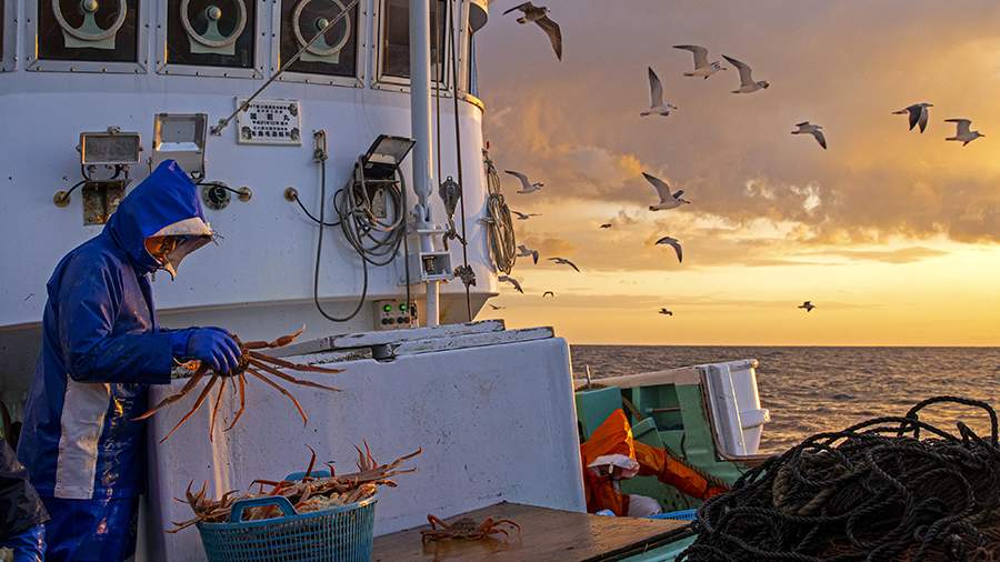 Морская еда: что делают со снежным крабом в Японии