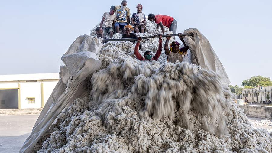 Естественный отбор: что делают с хлопком в Гуджарате