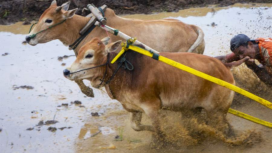 Не ударить в грязь лицом: зачем индонезийцы кусают быков