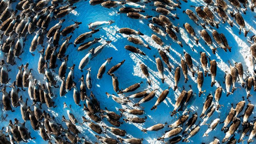 Северный путь: чем живут оленеводы