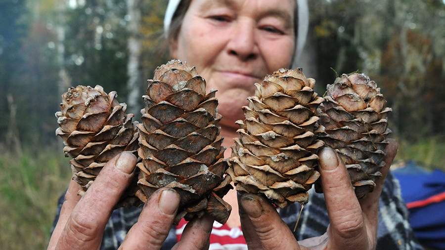 Здоровая шишка: как добывают кедровые орехи