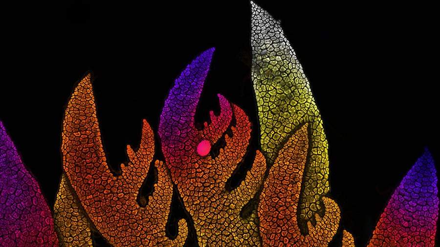 Куча мелочи: шедевры микрофотографии