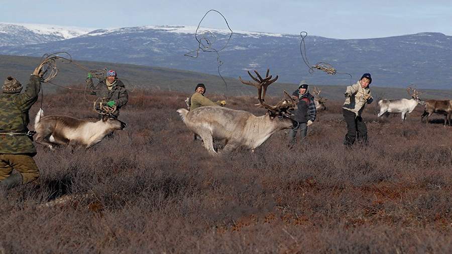 Коренной вопрос: как живут оленеводы на Камчатке