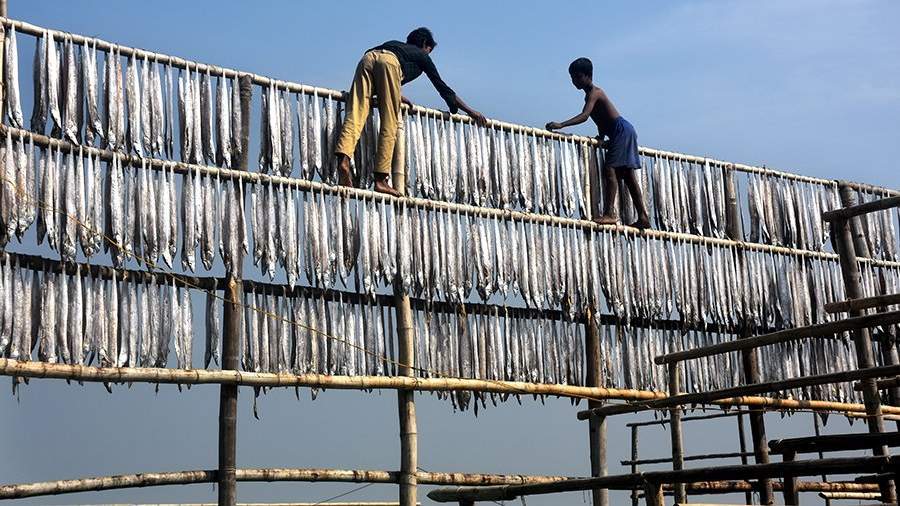 Отложение солей: как вялят рыбу в Бангладеш