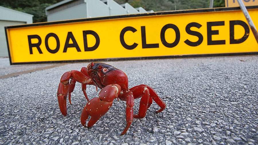 Рождественское чудо: почему крабы устремились к океану