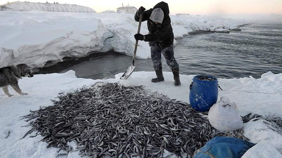 Большая еда: как чукчи ловят сайку
