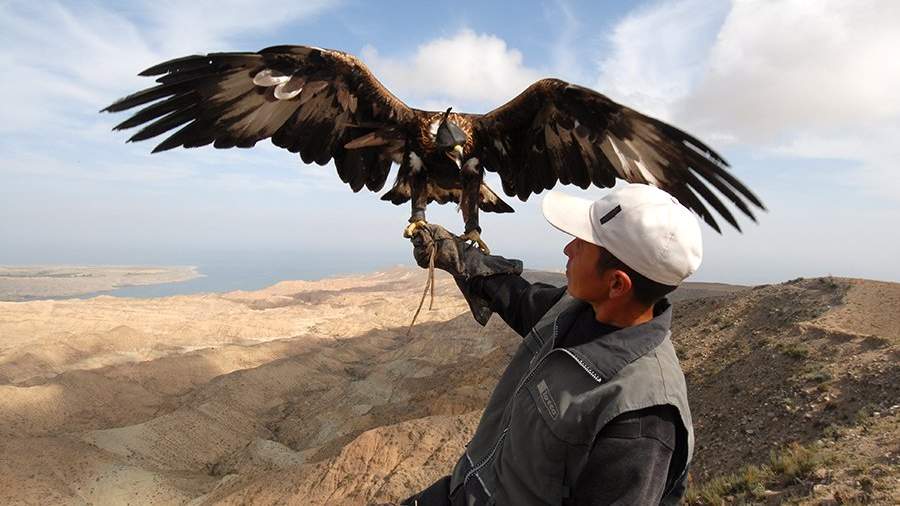 Деловой партнер: как птица кормит человека