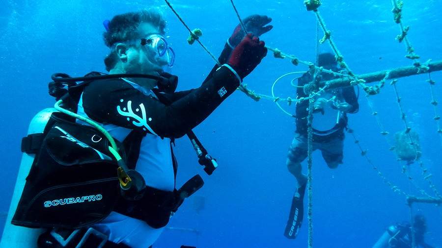 Подводный пир: как вырастить коралловый риф