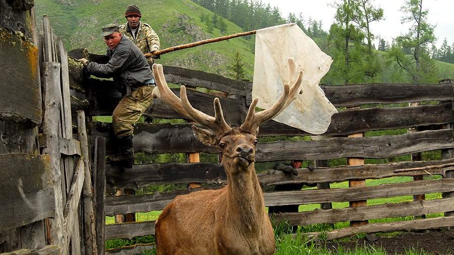 Рога изобилия: чем марал может помочь человеку