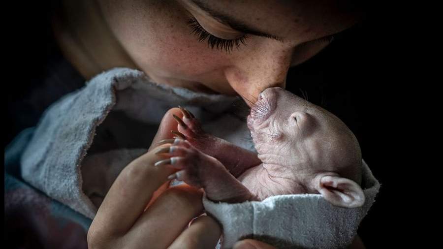 Вставить в рамку: победители и финалисты фотоконкурса The Big Picture 2023