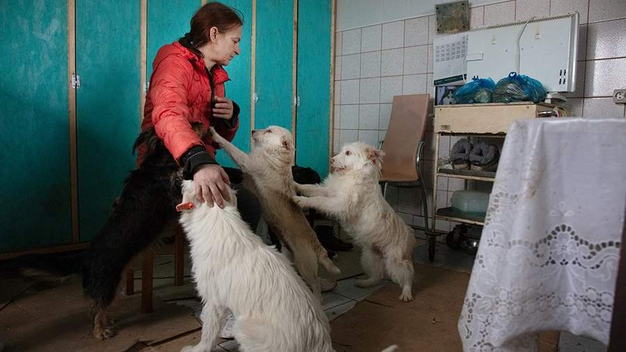 Собачье сердце: как живет главный приют для животных Азова