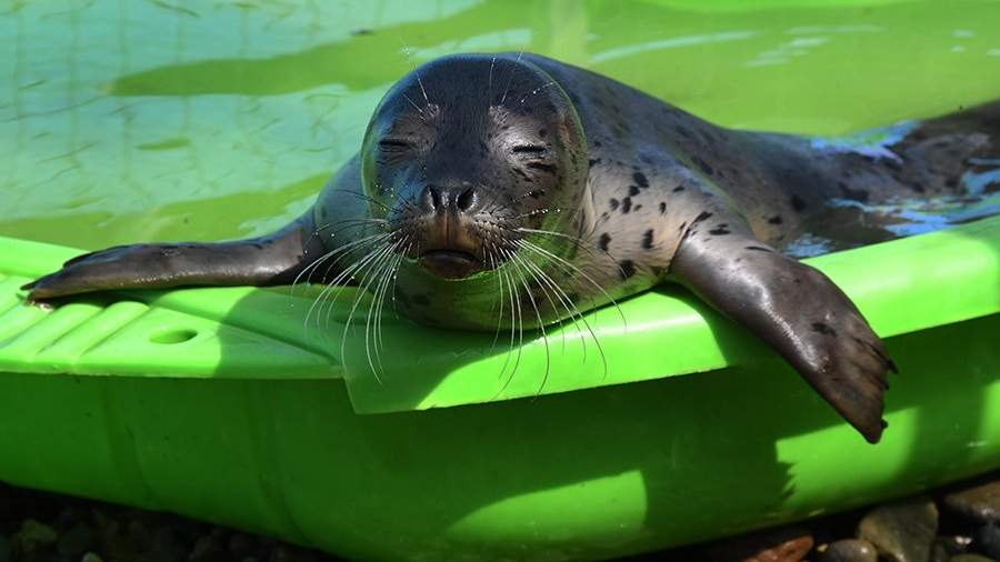 Помощь для ластоногих: как работает Центр реабилитации морских млекопитающих «Тюлень»