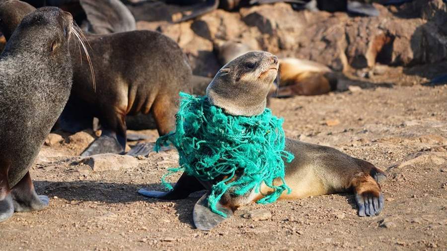 Не шевели ластами: как спасают тюленей на Сахалине