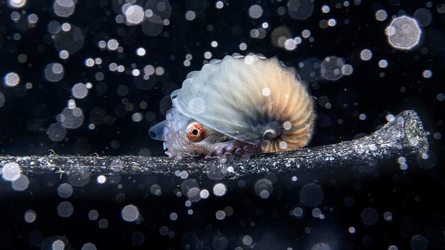 Глубинный смысл: самые яркие снимки подводного мира