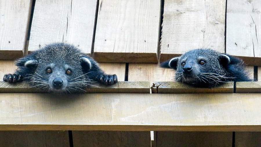 Фото дня: в Московский зоопарк привезли пару бинтуронгов