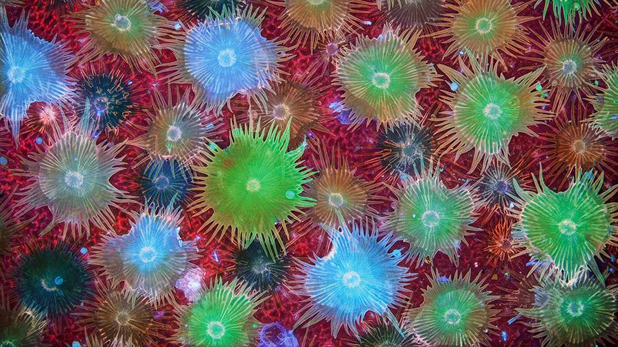 Мал, да видал: лучшие фотографии через микроскоп