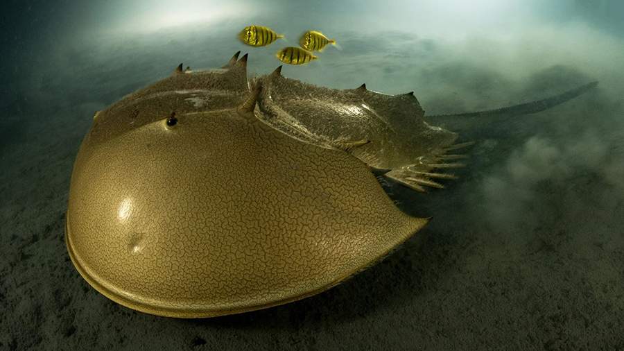 Как она есть: опубликованы лучшие фотографии природы