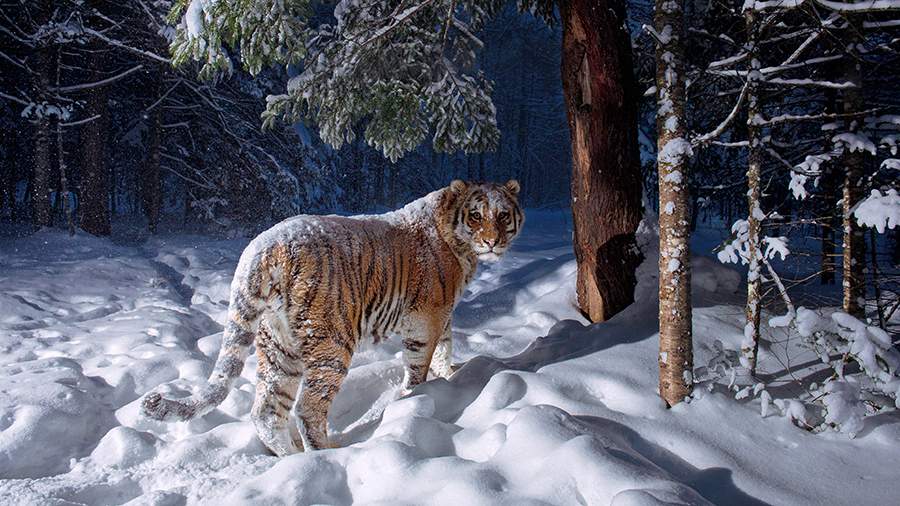 Это Родина моя: опубликованы лучшие фотографии России