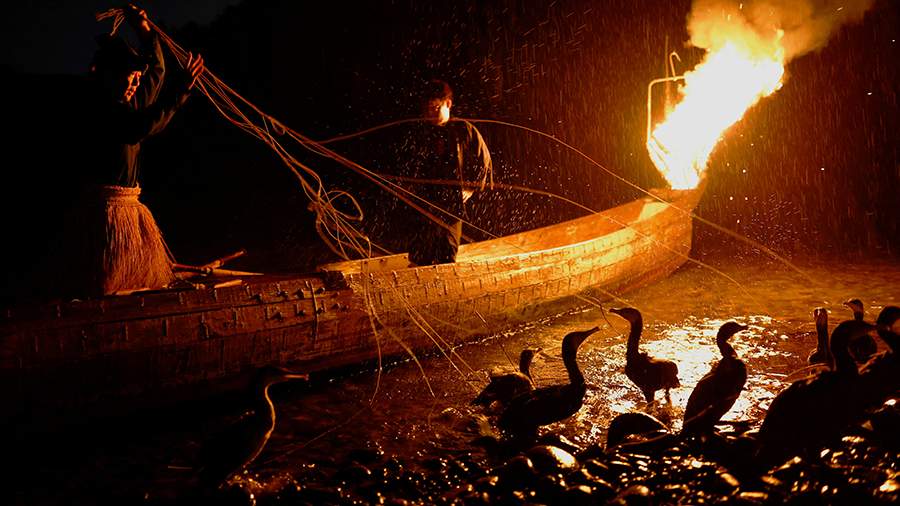 Ветер перемен: глобальное потепление угрожает японской рыбалке с бакланами