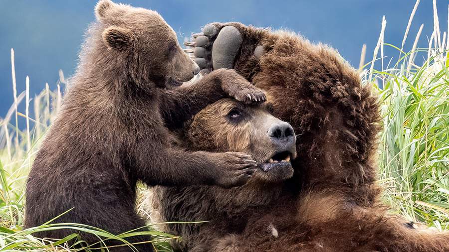 Искусная натура: опубликованы лучшие фотографии природы