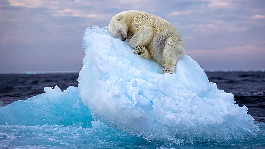 Народный глаз: лучшие фотографии дикой природы
