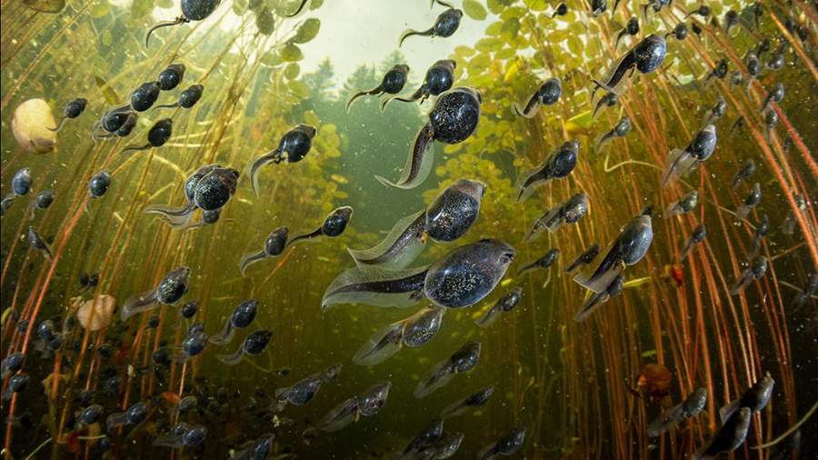 Живой кадр: лучшие фотографии природы