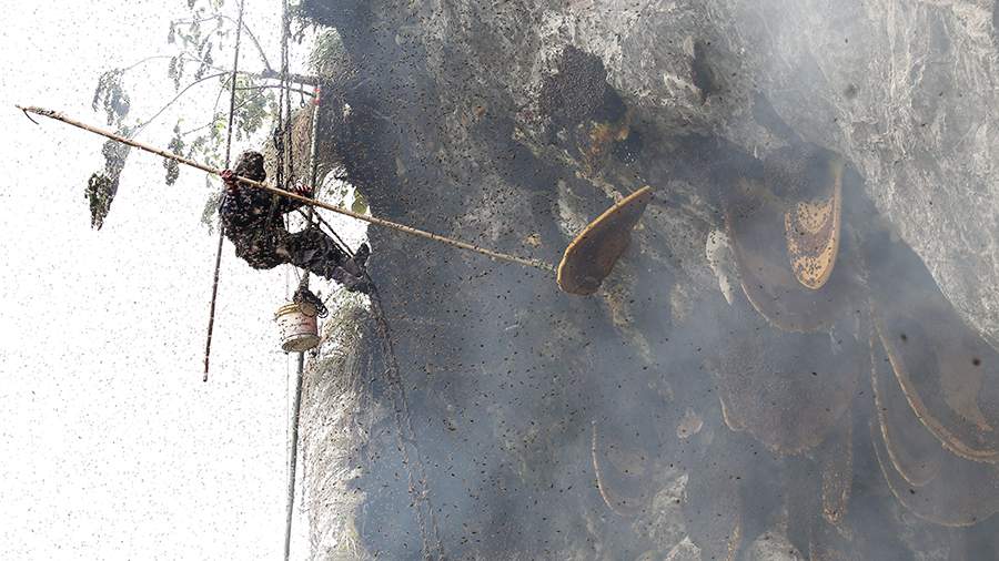 Это «ж-ж-ж» — неспроста: как работают сборщики дикого меда в Непале