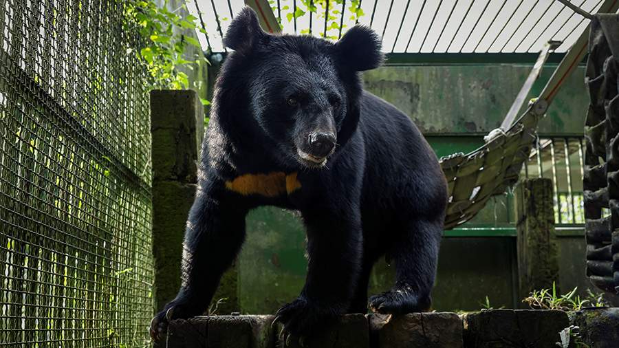 Мишка, оставайся: как охотники спасают своих жертв