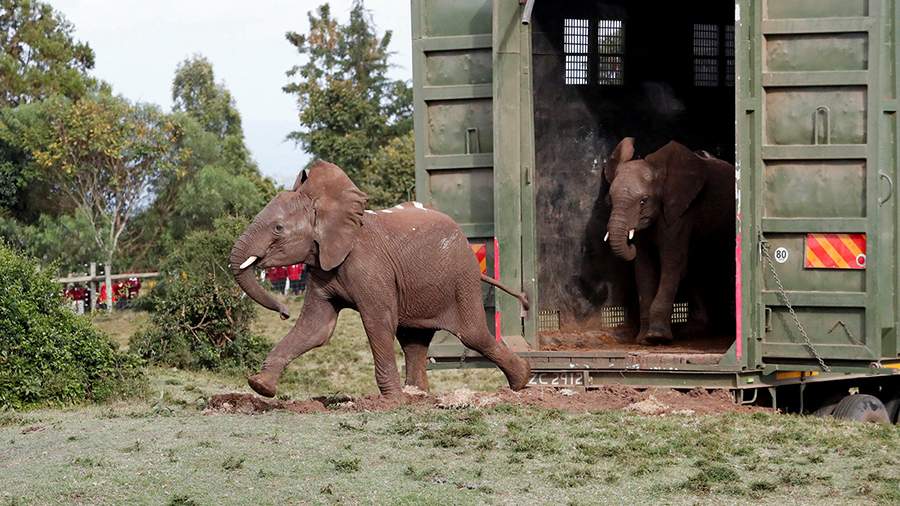 Жилищный вопрос: как перевозят слонов в Кении