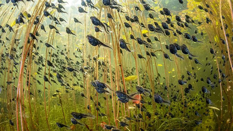 Какая дичь: названы лучшие фотографии дикой природы