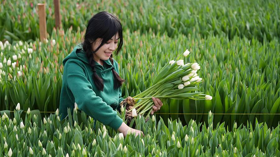 Цветочный бум: как выращивают тюльпаны в Подмосковье