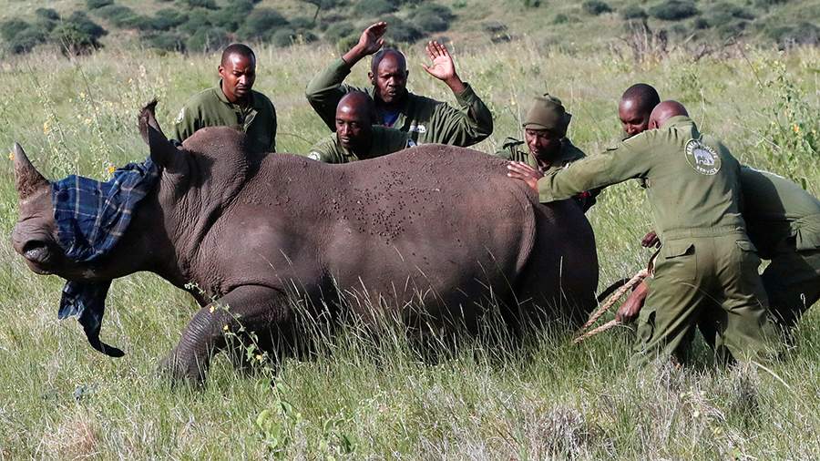 Дорога к жизни: как сегодня спасают черных носорогов