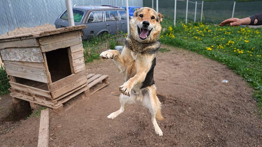 Четвероногая «Гвардия»: как заботятся о списанных служебных собаках