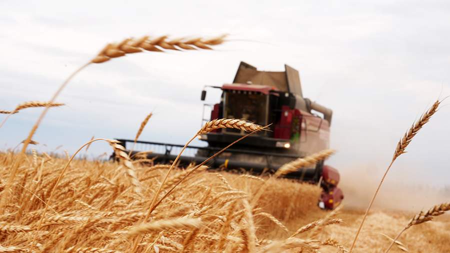 Всему голова: как в России выращивают хлеб