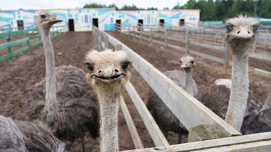 Экзотическая ферма: как в Подмосковье выращивают страусов