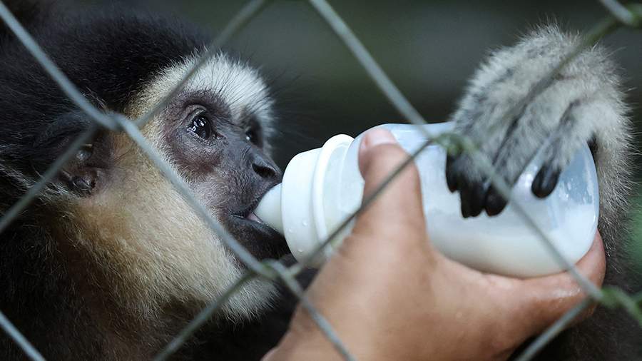 Лианы судьбы: как женщины коренных народов Малайзии спасают гиббонов от исчезновения
